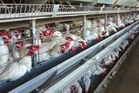 Factory farming could be fuelling spread of common disease which causes food poisoning