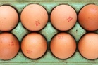 Salmonella outbreak linked to recalled eggs leaves nearly 100 people ill
