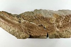 Scientists discover metre-long scorpions roamed ancient England