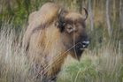 Bison settle into new home in Cumbria in scheme to create wildlife-rich habitat