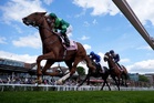 Aidan O’Brien targets 12th Derby victory in ‘ultimate test’ for Benvenuto Cellini