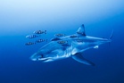 Bulletin PM briefing: Great White Shark in Mediterranean and Iran attacks latest