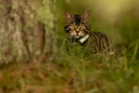 Critically endangered wildcats welcome kittens in ‘truly exciting event’
