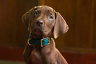 Netflix’s Scooby-Doo remake faces fan fury over live-action dog casting