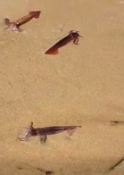 Popular beach left covered in thousands of squid after ‘mass spawning die-off’