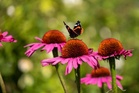 10 of the best plants to attract pollinating insects to your garden