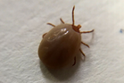Rare and potentially more serious Lyme disease bacteria found in New York ticks