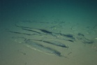 Deepest and most extensive whale graveyard brimming with life discovered in Indian Ocean