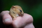 Rare hazel dormice released into ancient woodland in conservation push