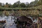 How eight beavers solved a Tube flooding problem engineers have been trying to fix for years
