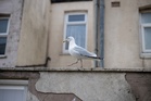 Police appeal after man ‘punches seagull’ on St Ives beach