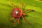 What to know about alpha-gal syndrome, the life-threatening meat allergy caused by tick bites