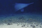 Footage reveals ‘ugly’ goblin shark alive in the wild for the first time