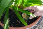 Plastic Free July: The hidden plastics in your garden and how to ditch them