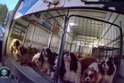 Police rescue more than 20 spaniels, some of them pregnant, from sweltering U-Haul truck