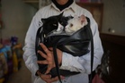 Photos of a rare veterinary clinic still open in war-battered Gaza
