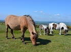 How a ‘massive blunder’ sparked fears of a mass Dartmoor pony cull