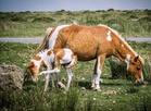Dartmoor ponies declared ‘safe’ by Starmer ally after Natural England ‘blunder’ led to cull fears