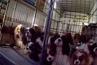 Dozens of dogs rescued by police from sweltering removal truck