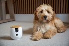 This treat-tossing pet cam will play calming sounds when your dog cries