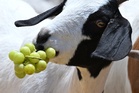 Goats are as good as dogs at following human voices to find food, study finds