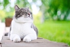 The ‘ginormous’ cat-killer fungus spreading across South America