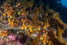The Antarctic bacterium that could be key to new cancer treatments