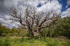 Robin Hood’s Major Oak in Sherwood Forest has died, experts say
