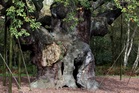 An ancient oak tree said to have sheltered legendary Robin Hood has died