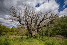 Robin Hood’s 1,200-year-old Major Oak has died: ‘Heartbreaking for everyone’