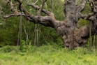 Legendary Major Oak tree may have been loved to death by visitors