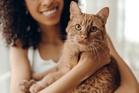 New study reveals how much each generation spends on their pet