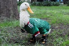 Merlin the football jersey-wearing duck becomes Mexico’s unofficial World Cup mascot