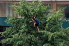 Knicks fans climb trees and buildings for a glimpse of victory parade