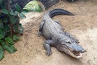 Boy, 3, ‘thrown’ into crocodile enclosure at UK zoo