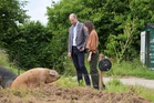 William encounters pig called Ginger Spice on farm visit in Devon