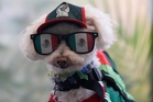 This bicycle-riding rescue pup just became the World Cup’s cutest star