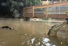 Boy, 3, injured at zoo ‘was attacked by crocodile’ in enclosure