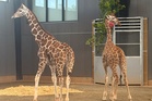 Two baby giraffes found safe after vanishing from a Virginia zoo a year ago