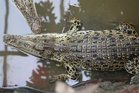 Wowcher sorry for ‘unacceptable’ crocodile attack marketing email
