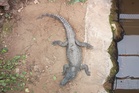 Parents of boy injured in crocodile pit detail ‘uncertain’ time after fifth surgery