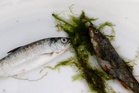 Major river’s fish population is dying after parasite invasion