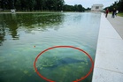 Trump says ‘vandals’ poured chemicals into the Reflecting Pool after his team used bleach to treat the algae