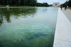Reflecting Pool chaos: The Independent reports from the iconic site