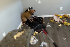 ICE agents allegedly left dogs unattended after arresting owners