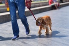 Is your dog overheating? 10 ways to keep them safe in hot weather