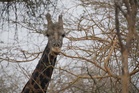 Search underway for missing giraffe named Gracie in Texas