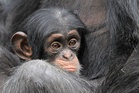 Get a load of this: Humans and great apes share similar giggles