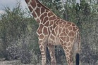 Gracie the Giraffe, who went missing after wandering off a Texas ranch, is finally found