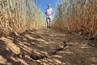 How heatwaves could lead to a food security crisis in the UK